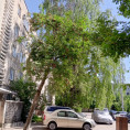 Управляющая организация МАУ «Коммунальное управление» успешно завершила работы по демонтажу аварийного дерева по адресу пр. Маркса, д. 76. Мероприятие было проведено в рамках комплекса мер по обеспечению безопасности жителей многоквартирного дома.