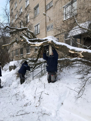 На улице Любого, дом 6, муниципальная управляющая компания убрала упавшее дерево с проезжей части.
