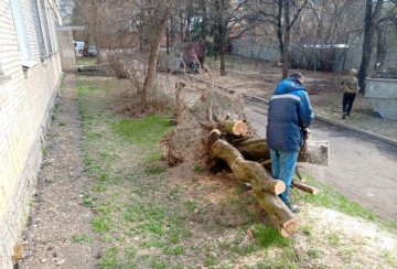 По адресу Любого, 6 распилили упавшее дерево.